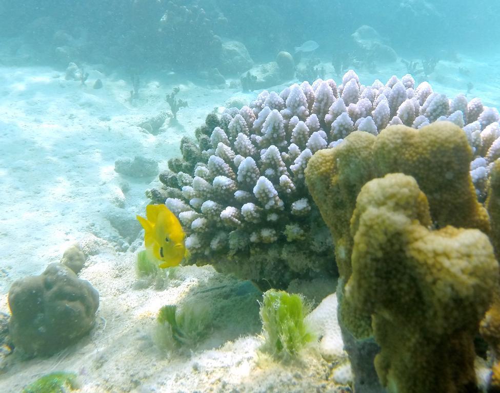 Cerf Island Resort Round Island Екстериор снимка